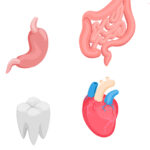 Human Organs Isometric Icons Set